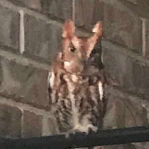 Meet your Posher, Flufkin